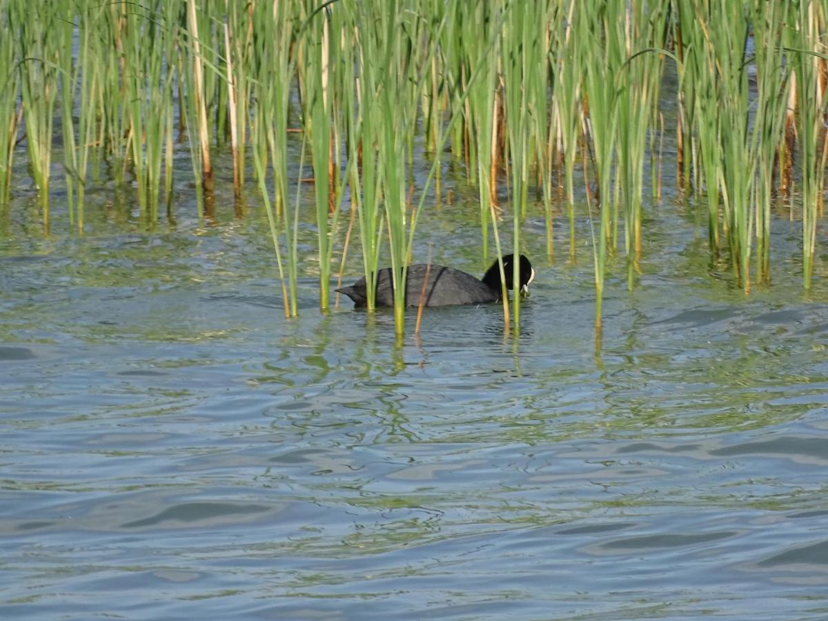 Feriendomizil Am Stoermthaler See, Lagovida, Leipziger Neuseenland, Grosspoesna, Privatstrand Eksteriør bilde